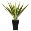 Agave jaune et verte en pot, 48&Prime;