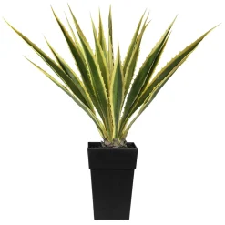 Agave jaune et verte en pot, 48″