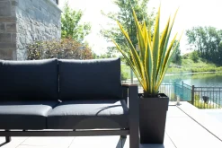 Agave jaune et verte en pot, 48″