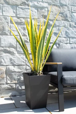 Agave jaune et verte en pot, 48&Prime;