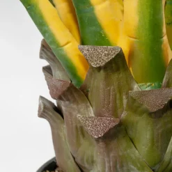 Agave jaune et verte en pot, 48&Prime;