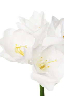 Amaryllis blanche artificielle, 31″