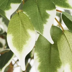 Arbre ficus panaché artificiel, 71″