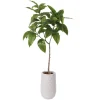 Arbre magnolia artificiel en pot blanc, 55 x 26″