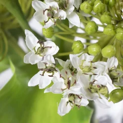 Arrangement de lys verts artificiels en vase