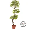 Artificial acacia indoor handmade tree