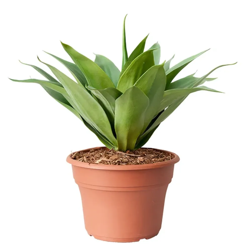 Artificial Agave, 23″