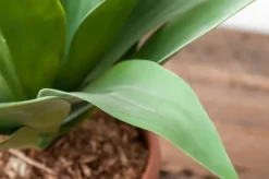 Artificial Agave, 23″