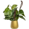 Artificial anthurium in a gold pot, 15 x 11"