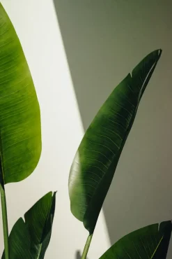 Artificial bird of paradise outdoor plant, 60″