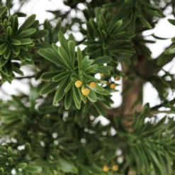 Artificial crossostephium tree in bloom, 47