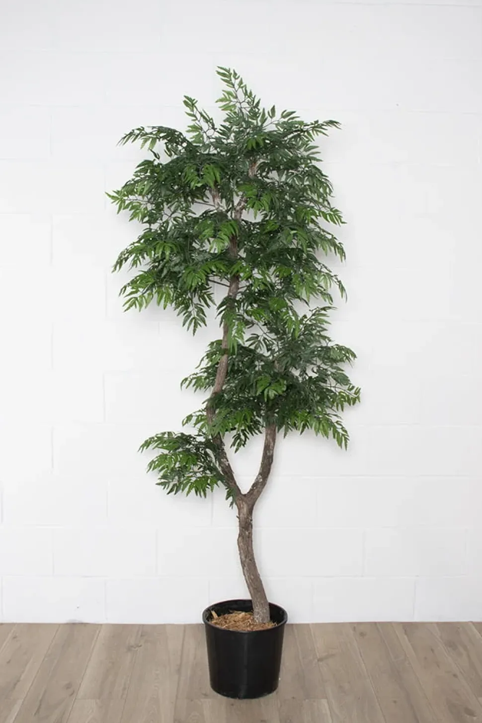 Artificial curved aralia ming handmade tree