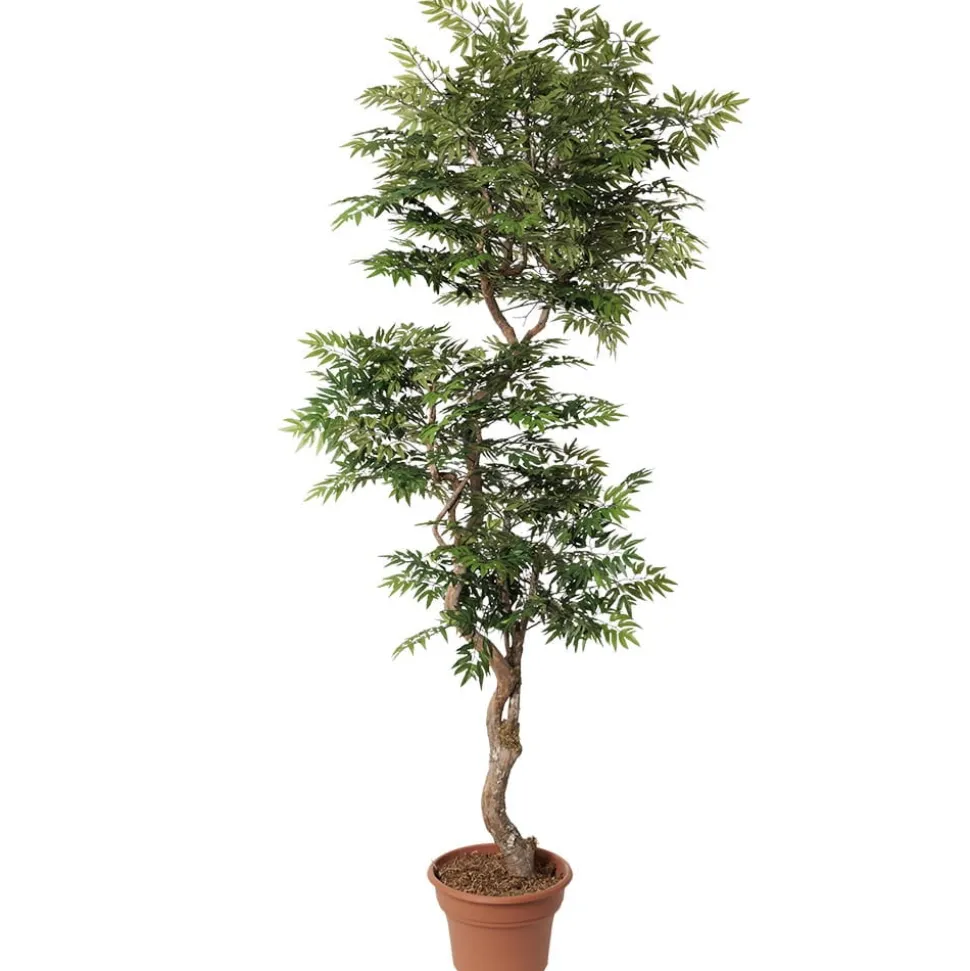 Artificial curved aralia ming handmade tree
