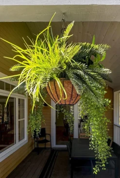 Artificial cycas and plant hanging arrangement, 36 x 28"