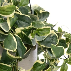 Artificial euonymus plant hanging planter