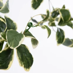 Artificial euonymus plant hanging planter