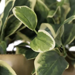 Artificial euonymus wall plant
