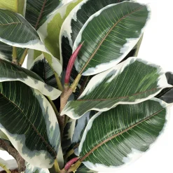 Artificial ficus elastica in a standing planter, 48 x 19"