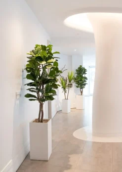 Artificial fiddle-leaf fig handmade tree