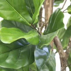 Artificial fiddle-leaf fig handmade tree