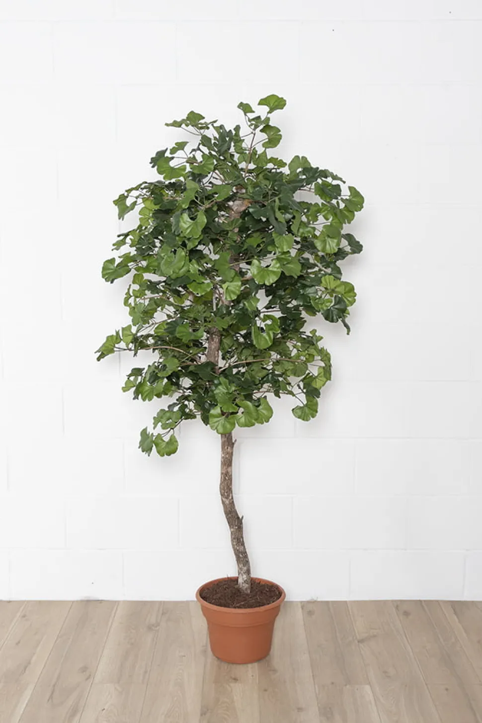 Artificial ginkgo indoor handmade tree