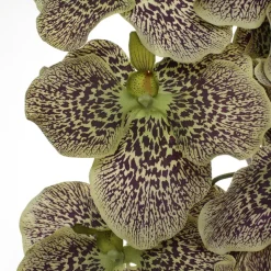 Artificial green and pink vanda orchid flower, 32″