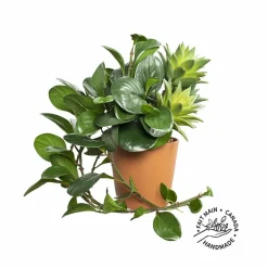 Artificial hanging jade plant in pot