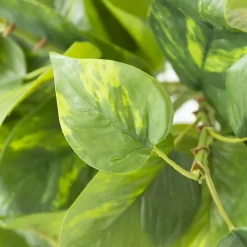 Artificial hanging pothos foliage, 48″