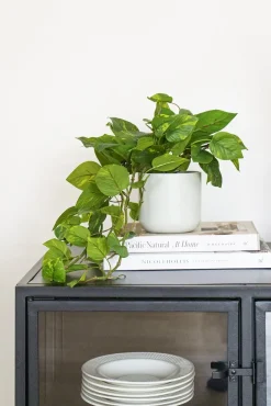 Artificial hanging pothos plant, 22″