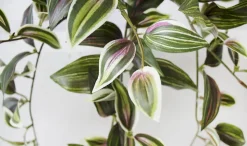 Artificial hanging wandering jew plant, 16″