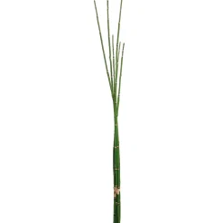 Artificial horsetail reeds, 36"