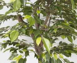 Artificial lime green mini ficus handmade tree