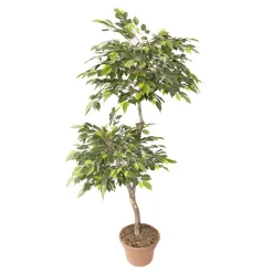 Artificial lime green mini ficus handmade tree