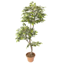 Artificial lime green mini ficus handmade tree