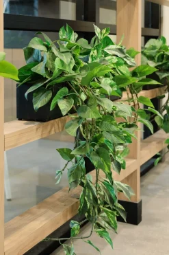 Artificial marble hanging pothos foliage, 48″
