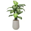 Artificial outdoor dieffenbachia in a grey terrazzo beige pot, 53"