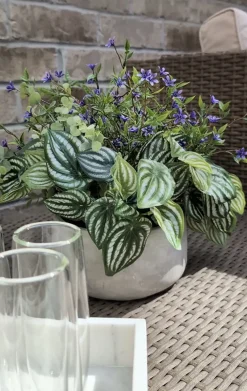 Artificial peperomia and purple outdoor flower centerpiece, 13 x 14"