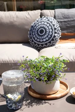 Artificial peperomia and purple outdoor flower centerpiece, 13 x 14