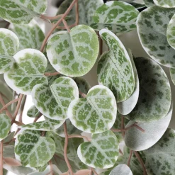 Artificial peperomia in a white planter