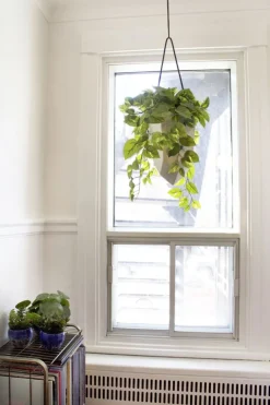 Artificial pothos hanging plant, 23
