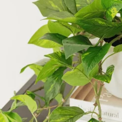 Artificial pothos in a white planter