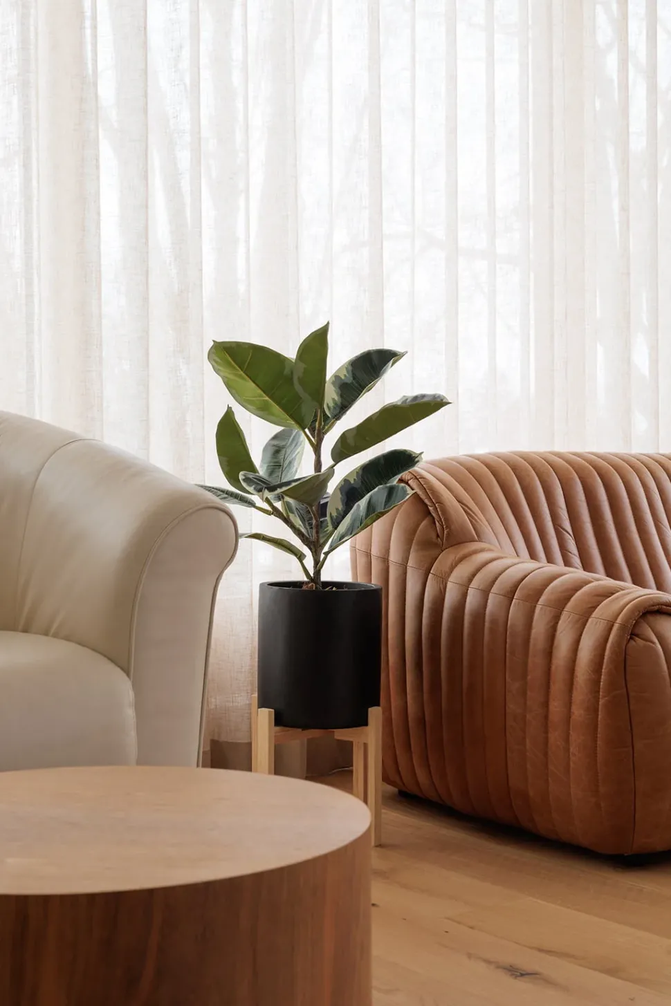 Artificial potted ficus elastica plant, 38 x 20"