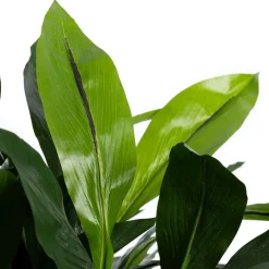 Artificial potted outdoor turmeric