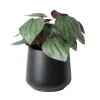 Artificial potted small fittonia plant