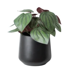 Artificial potted small fittonia plant