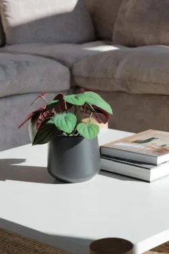 Artificial potted small fittonia plant