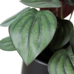 Artificial potted small fittonia plant