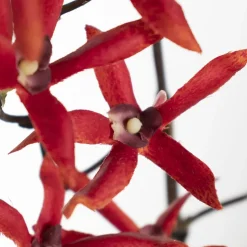 Artificial red dendrodium orchid, 30″