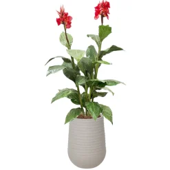 Artificial red outdoor canna in a grey terrazzo beige pot, 62"
