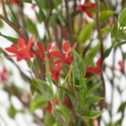 Artificial red wild starflower, 20